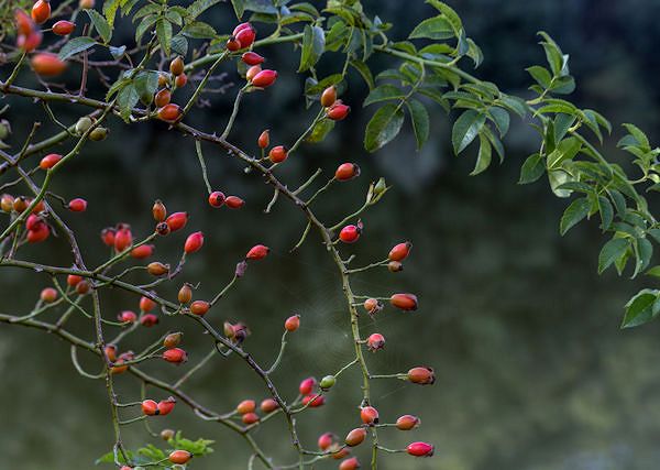 RÓŻA DZIKA - Rosa canina. Czyli dobrze przyswajalna przez konie witamina C.