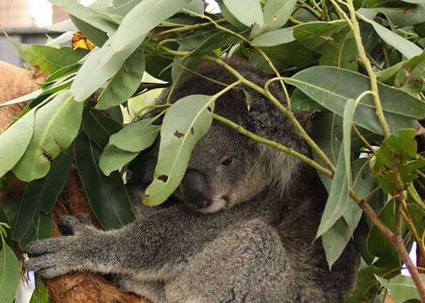 EUKALIPTUS / Eucalyptus. Z jakiego powodu wykorzystywany jest w preparatach dla koni?