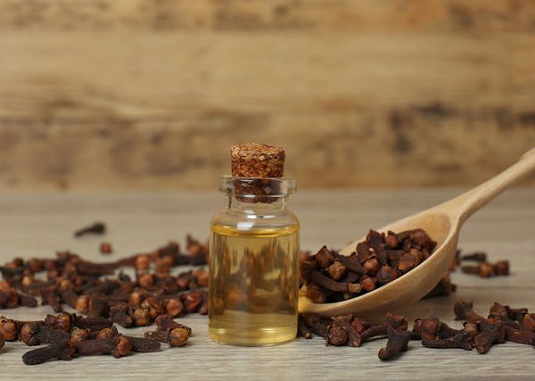 GOŹDZIKOWY OLEJEK / Eugenia Caryophyllus leaf Oil.  Jaką rolę odgrywa w preparatach dla koni?