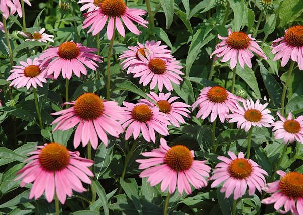 ECHINACEA / Jeżówka Purpurowa - Ziołowy składnik wzmacniający odporność konia.