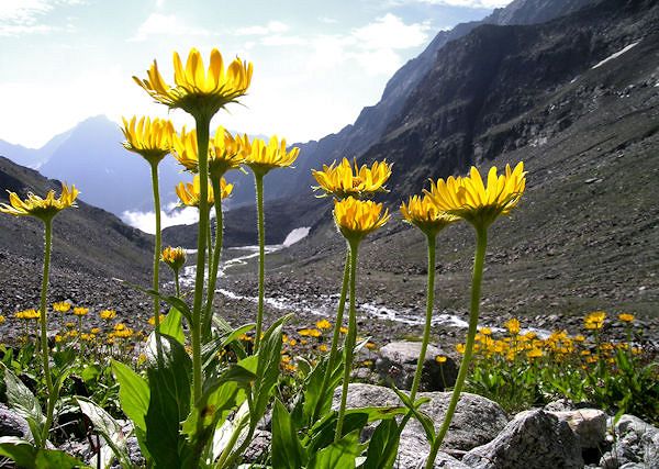 ARNIKA - Jej niezastąpione właściwości w preparatach weterynaryjnych dla koni.