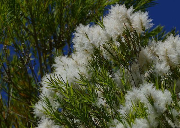 KAJEPUTOWY OLEJEK / Melaleuca Leucadendron Cajeput Oil.  Nieznane właściwości olejku i jego zastosowanie w preparatach dla koni.