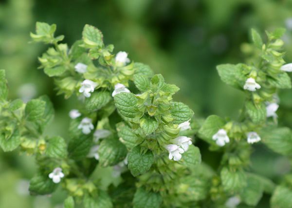 MELISA LEKARSKA - Melissa officinalis. Czy melisa działa na konia uspokajająco?