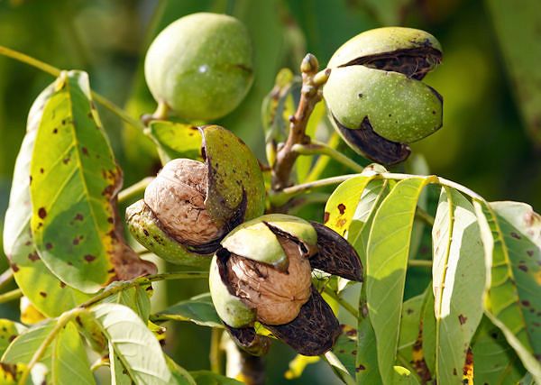 ORZECH WŁOSKI -Juglans regia. Jako aktywny składnik w preparatach dla koni.