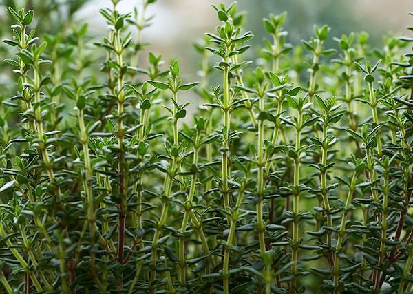 TYMIANEK - macierzanka zwyczajna / Thymus vulgaris. Jakie jego właściwości wykorzystane są w preparatach dla koni?