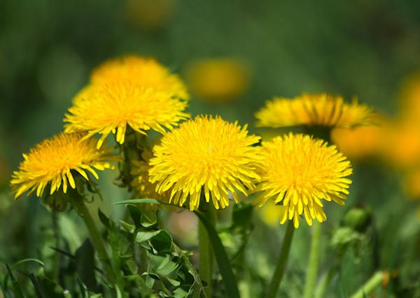 MNISZEK LEKARSKI -Taraxacum officinale. Jego właściwości i wielokierunkowe działanie.