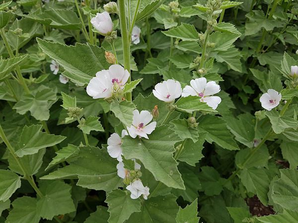 PRAWOŚLAZ LEKARSKI - Althaea officinalis. Dla koni na kaszel?