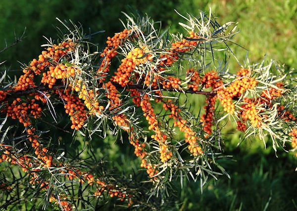 ROKITNIK zwyczajny - Hippophae rhamnoides. Jako dodatek do pasz i suplementów dla koni, bogaty w witaminę C.