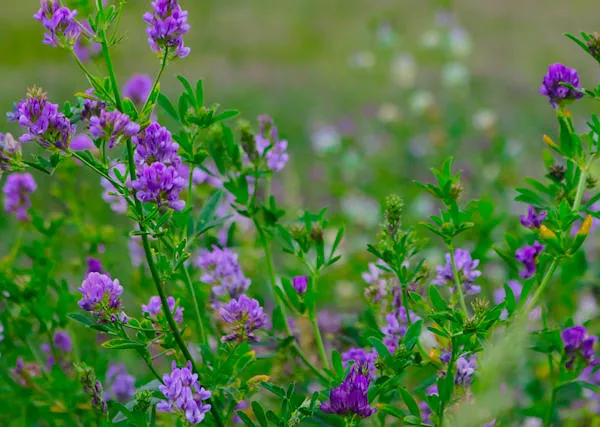 LUCERNA - Medicago. Pasza dla koni czy suplement?