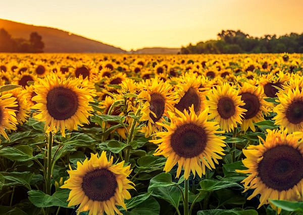 SŁONECZNIK - Helianthus. W jakiej formie można podawać go koniom?