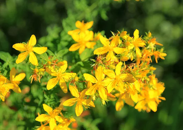 DZIURAWIEC zwyczajny - Hypericum perforatum. W preparatach dla koni stosowanych zewnętrznie.
