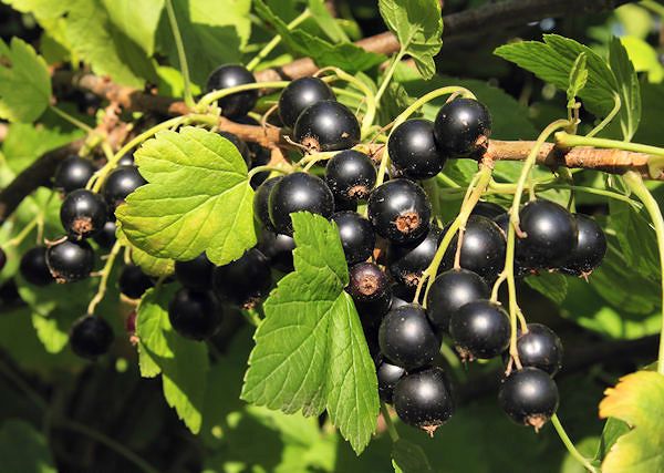 Porzeczka czarna - Ribes nigrum. Aromatyczny i bogaty w witaminy i mikroelementy dodatek do pasz dla koni.