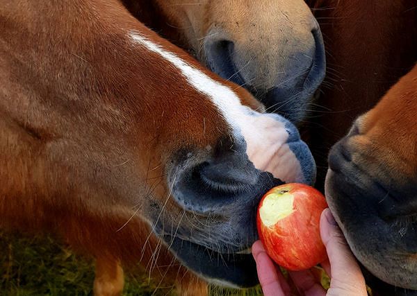JABŁKO - Lubiany przez konie smakołyk, czy jest dla nich zdrowy?
