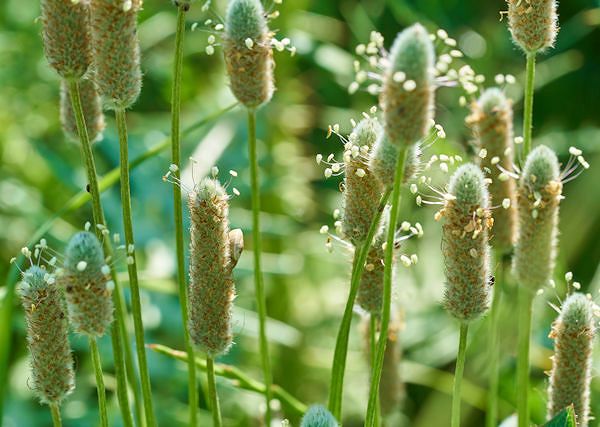 BABKA PŁESZNIK /Plantago Psyllium i BABKA JAJOWATA/Plantago Ovata  - Odpiaszczanie przewodu pokarmowego konia.