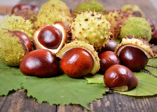 KASZTAN, KASZTANOWIEC  czy maść konia kasztanowata?