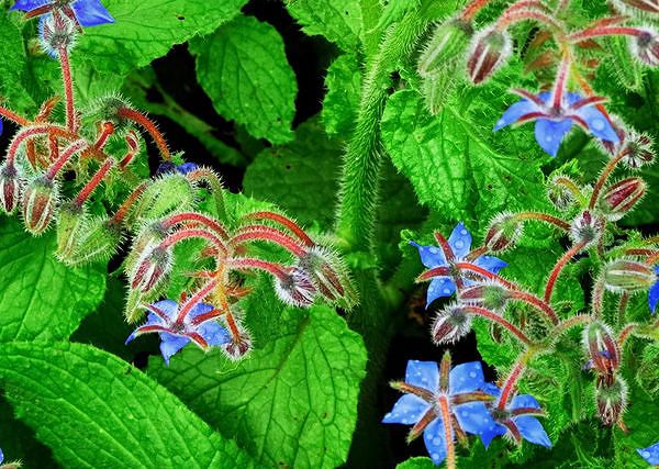 OGÓRECZNIK lekarski / Borago officinalis - Wartościowy dodatek do pasz dla koni.