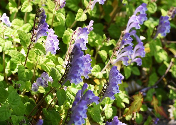 TARCZYCA BAJKALSKA / scutellaria baicalensis - Na stawy dla konia i na uspokojenie.