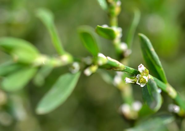 RDEST PTASI - Polygonum aviculare