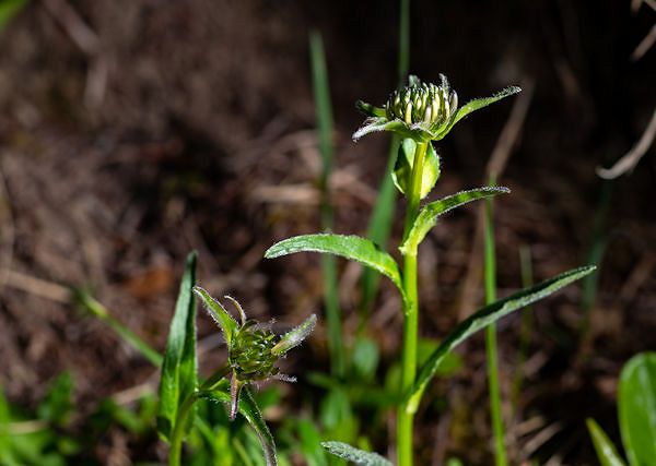 CZARCI PAZUR, diabelski pazu / Harpagophytum procumbens. Jego przeciwzapalne działanie w preparatach dla koni.