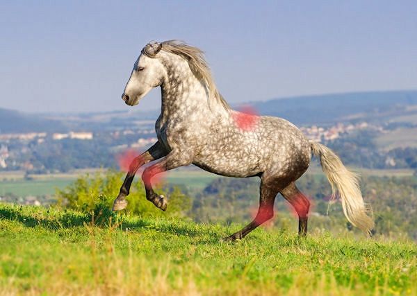 DLA KONIA NA STAWY - Właściwości i działanie: glukozaminy, chondroityny, MSM, kwasu bosweliowego, kwasu hialuronowego..