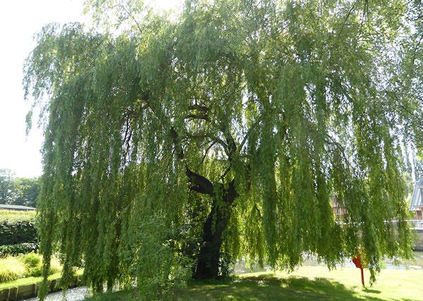WIERZBA / Salix . Naturalna aspiryna w preparatach dla koni.