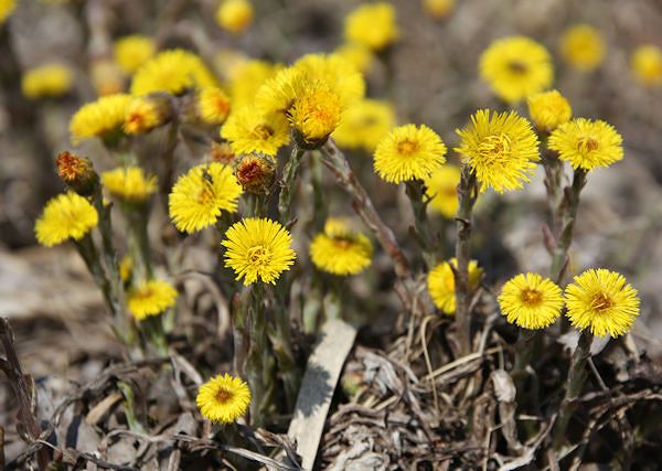 PODBIAŁ pospolity -Tussilago farfara. Wsparcie dróg oddechowych u konia.