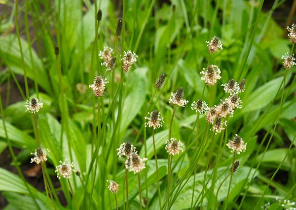 BABKA LANCETOWATA - Plantago lanceolata. Na drogi oddechowe u koni i na ugryzienia owadów.