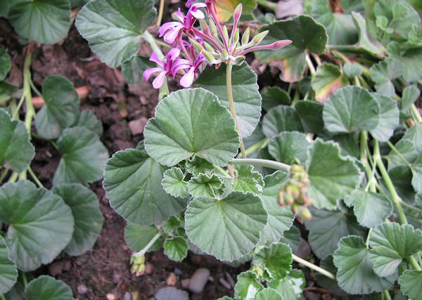 PELARGONIA AFRYKAŃSKA - Pelargonium sidoides. Wspomaganie dróg oddechowych i konia.