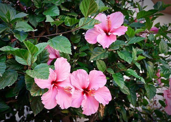 HIBISKUS -  róża chińska / Hibiscus - Źródło łatwo przyswajalnej witaminy C dla koni.