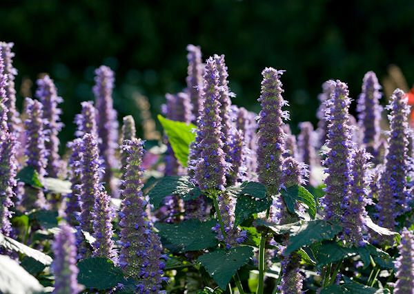 HYZOP LEKARSKI / Hyssopus officinalis – Aktywny składnik preparatów na kaszel i przeziębienie u koni..