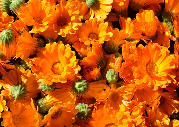 NAGIETEK LEKARSKI / Calendula officinalis. Szeroki zakres działania w weterynaryjnych preparatach dla koni.
