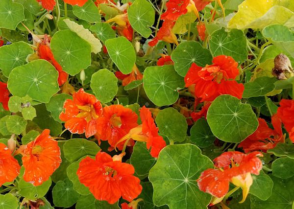 NASTURCJA  większa / ropaeolum majus