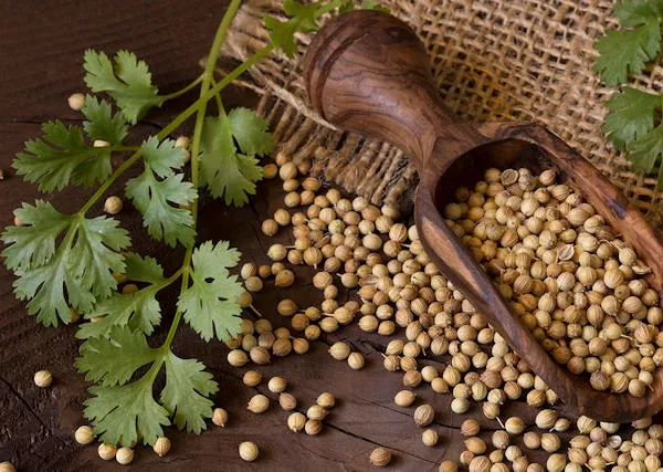 KOLENDRA siewna - Coriandrum sativum - Wspomaganie trawienia u konia.