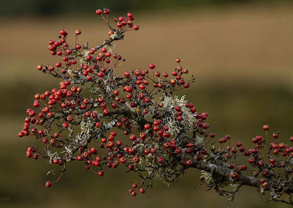 GŁÓG - Crataegus  - Wsparcie układu odpornościowego u koni.