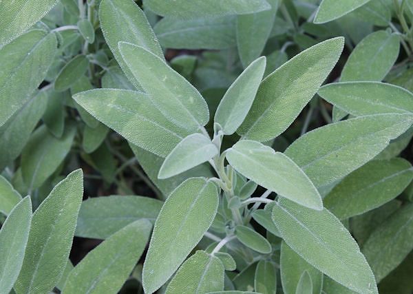 Szałwia / Salvia - Cenny składnik suplementów dla koni wspomagający system odpornościowy i trawienie.