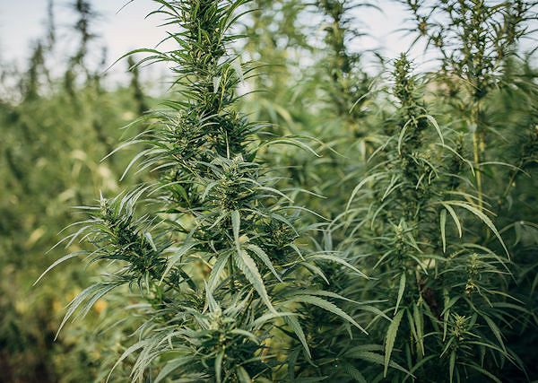 KONOPIE Produkty konopne dla koni z CBD