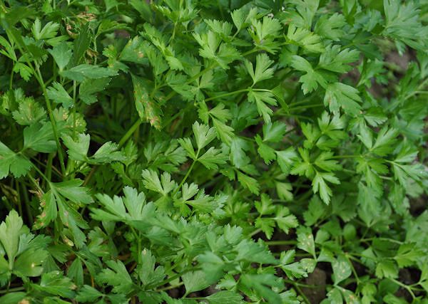 PIETRUSZKA  zwyczajna / Petroselinum crispum - Jakie ma wartości odżywcze i czy konie ją lubią?