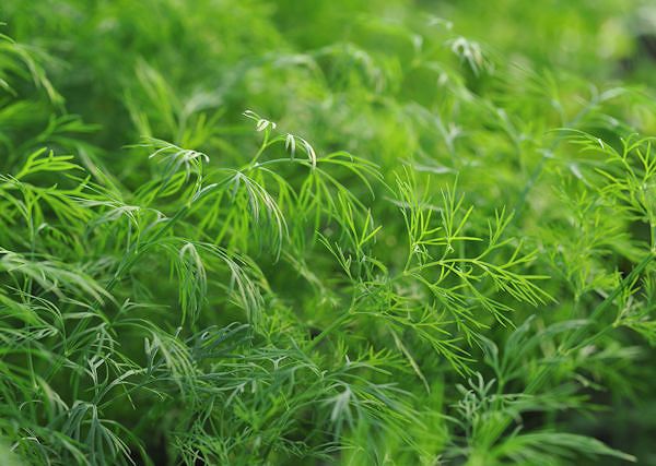 KOPER - koperek / Anethum Dodatek do pasz dla koni.