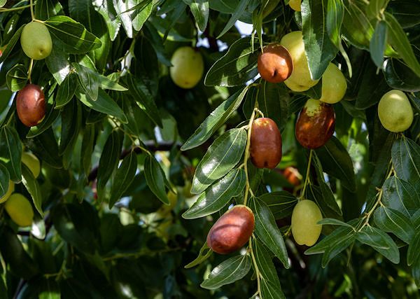JOJOBA / simondsja kalifornijska. Olejek do kopyt i zwalczający grudę.
