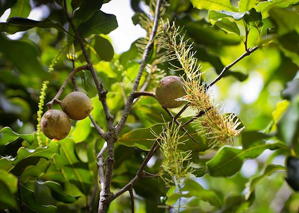 MAKADAMIA / Macadamia. Regeneracja i odżywianie kopyta i skóry konia.