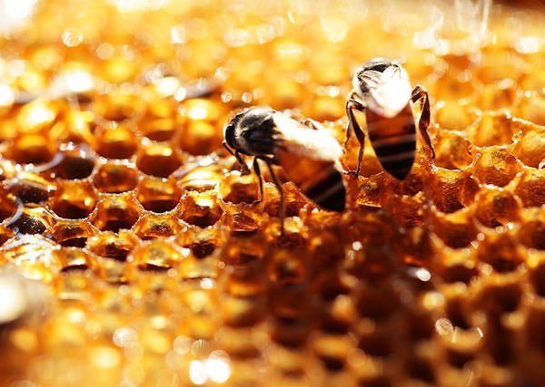 PROPOLIS - kit pszczeli. Remedium na zmiany skórne u koni.