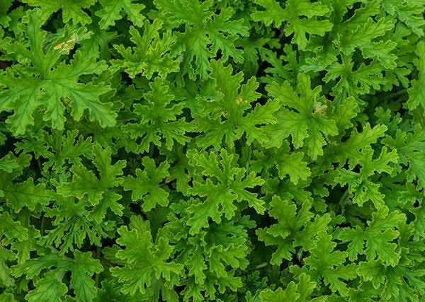 GERANIUM - Pelargonium graveolens i GERANIOL. Obrona koni przed owadami.