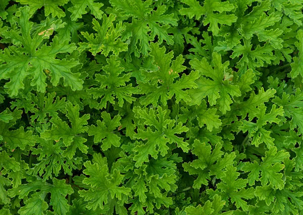 GERANIUM - Pelargonium graveolens i GERANIOL. Obrona koni przed owadami.