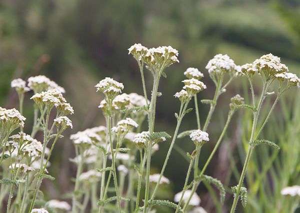 KRWAWNIK pospolity -Achillea millefolium L