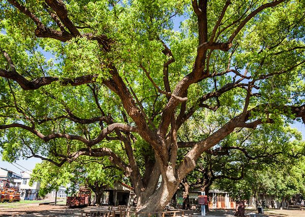 KAMFORA - Działanie rozgrzewające i przeciwbólowe we wcierkach dla koni.