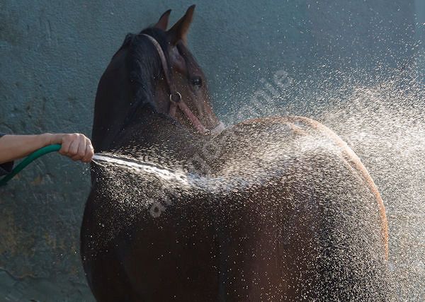 Jak wykąpać konia