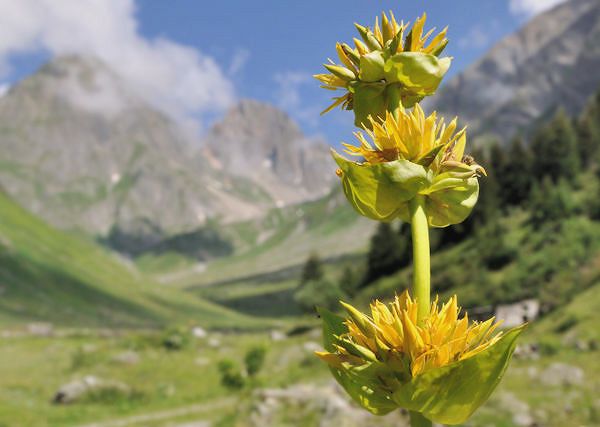 GORYCZKA żółta Gentiana lutea L - Działanie przeciwzapalne we wcierkach dla koni.