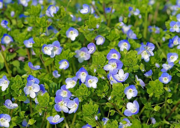 PRZETACZNIK lekarski / Veronica officinalis -  Składnik wcierek dla koni, ograniczający bóle stawowe i reumatyczne.