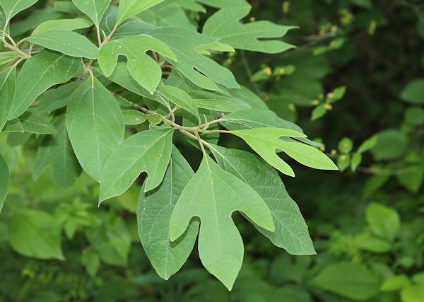 SASAFRAS lekarski - Sassafras albidum. Działanie łagodzące na skórę konia.