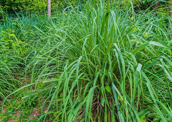 PALMAROSA olejek z Palczatki Imbirowej - Jego antybakteryjne właściwości i wpływ na leczeniu grudy u koni.